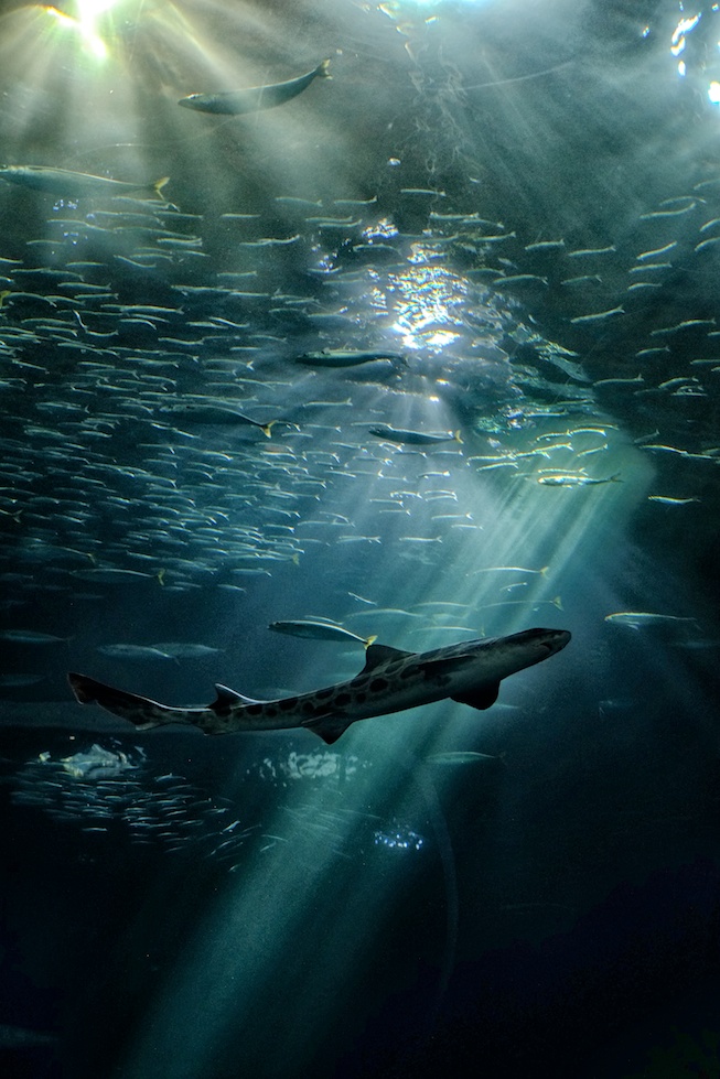 Mind The Shark - Richard Krieger